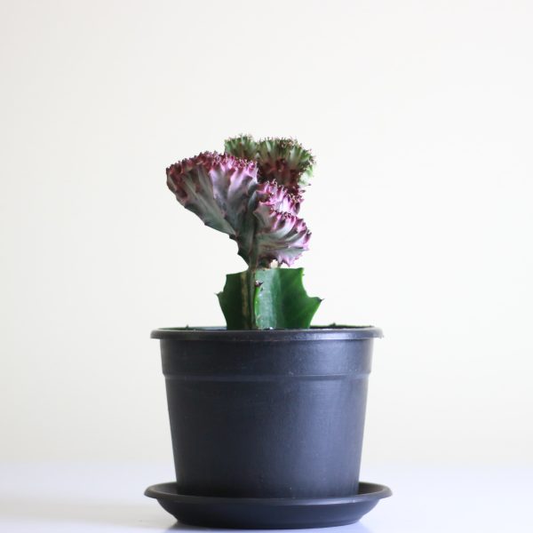 Coral Cactus