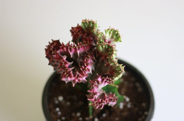 Coral Cactus