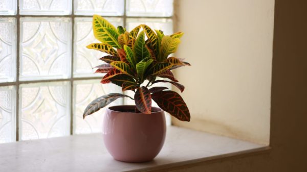 Croton