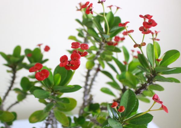 Thorny Bundle