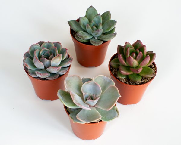 Stone Flowers Collection (4 Pieces)