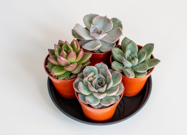 Stone Flowers Collection (4 Pieces)