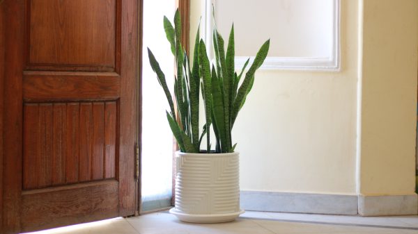 Deco Pot