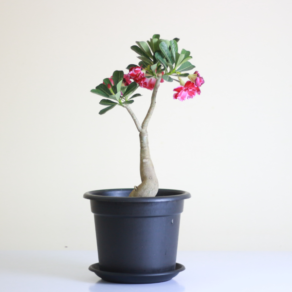 Desert Rose