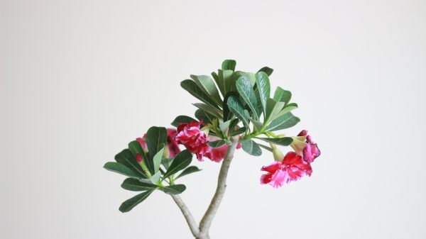 Desert Rose