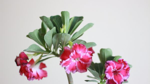 Desert Rose