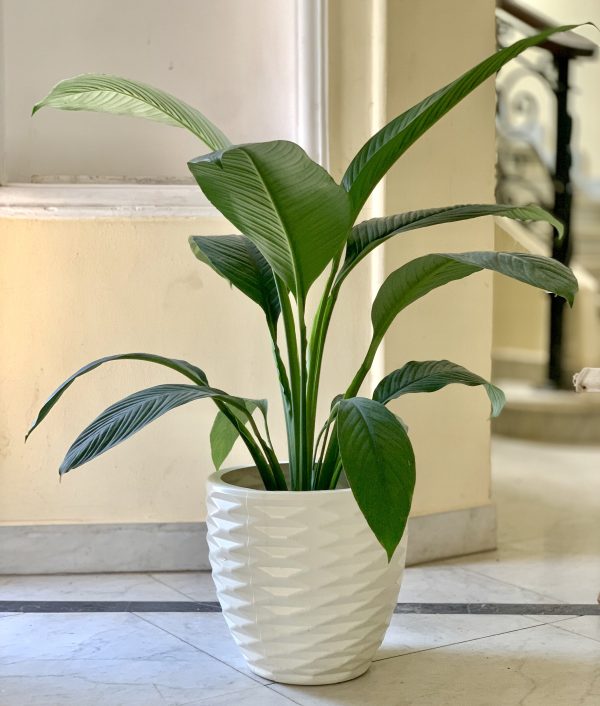 Diamond Pot