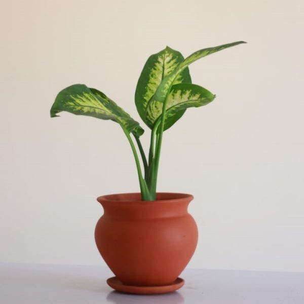 Curvy Pot