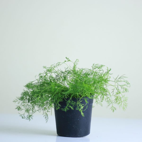 Dill