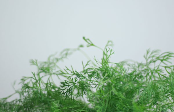 Dill