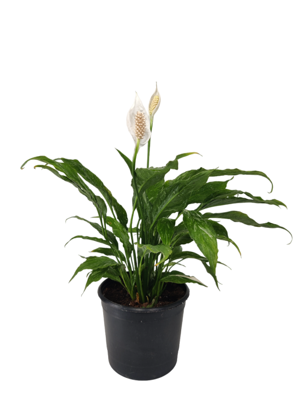 Peace Lily Domino