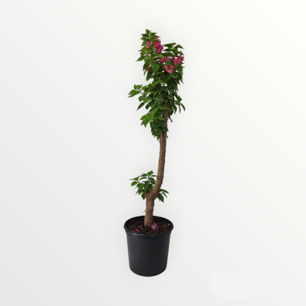 Dwarf Bougainvillea