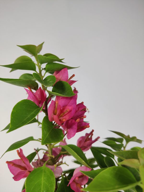 Dwarf Bougainvillea