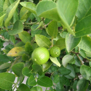 Egyptian Lime