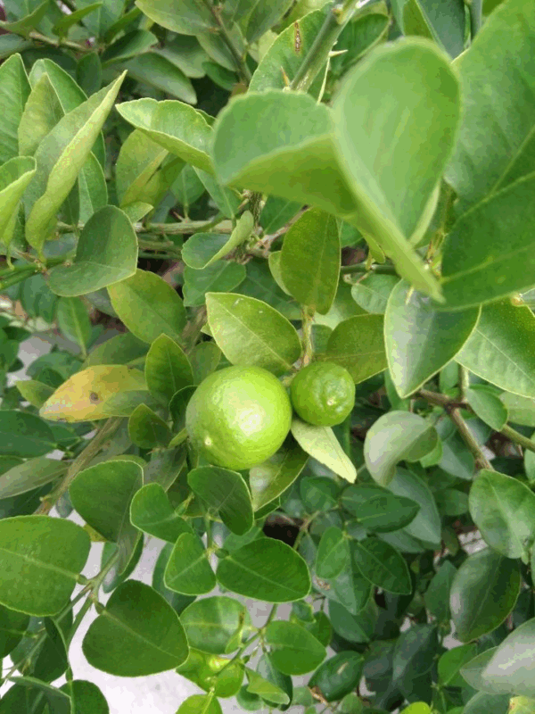 Egyptian Lime