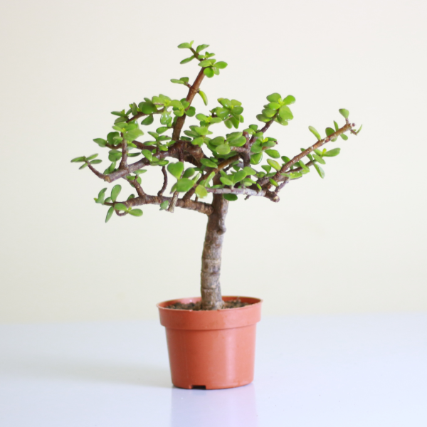 Elephant Bush