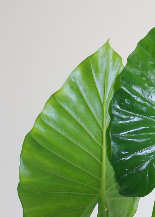 Elephant Ear