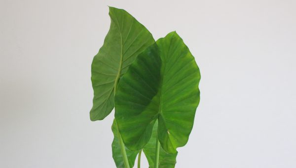 Elephant Ear