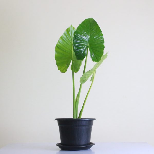 Elephant Ear