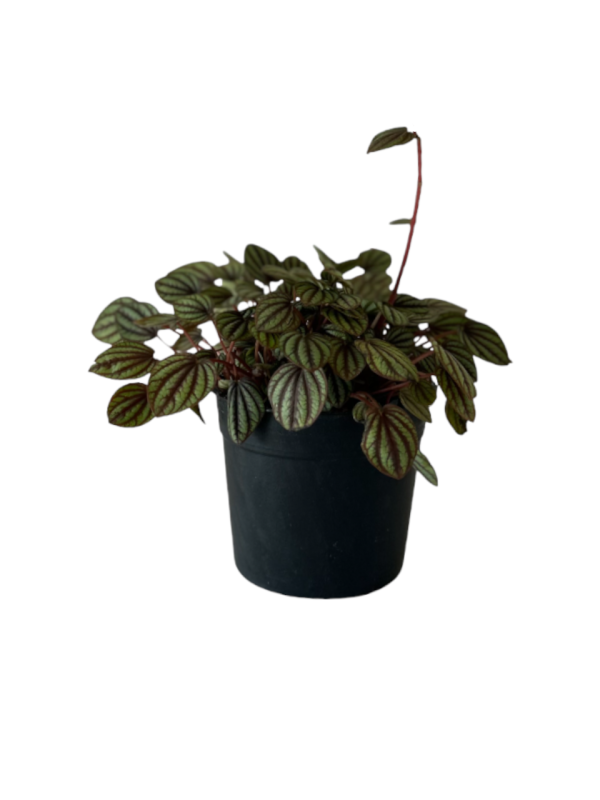 Emerald Ripple Peperomia