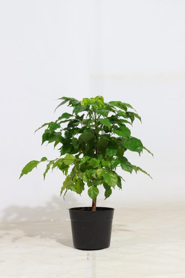 Emerald Tree 'China Doll'