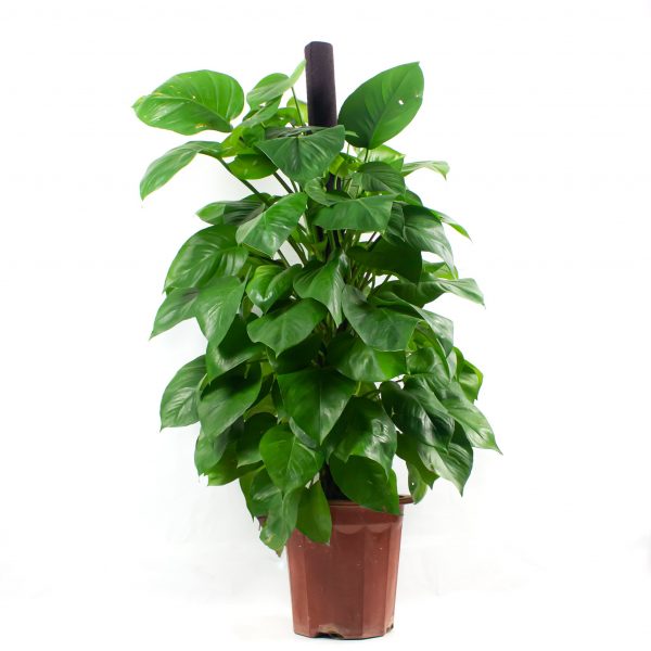 Giant Philodendron