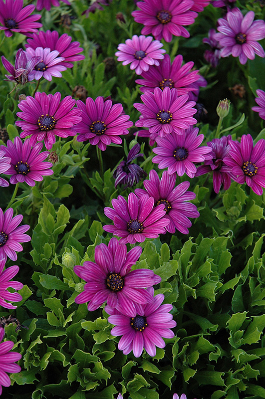 African Daisy Mashtal Garden Centers