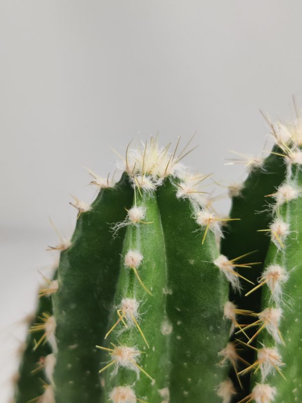 Fairy Castle Cactus