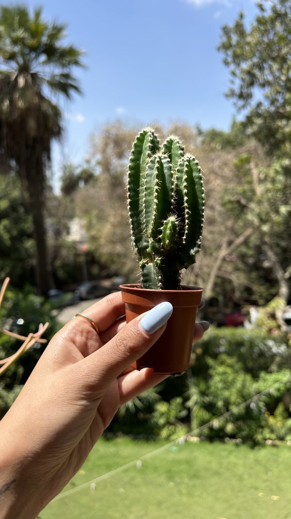 Fairy Castle Cactus