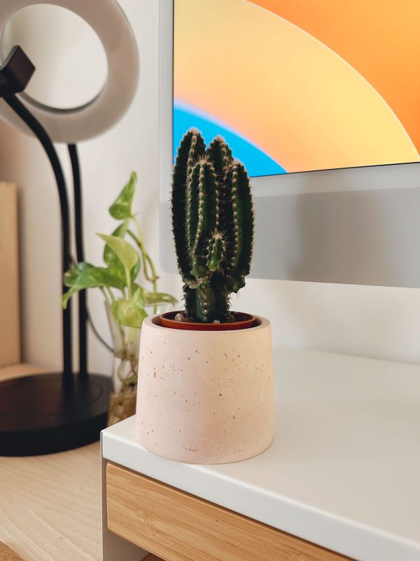 Fairy Castle Cactus