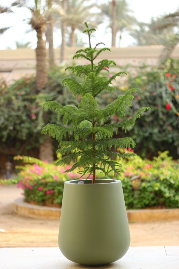 Festive Greenery