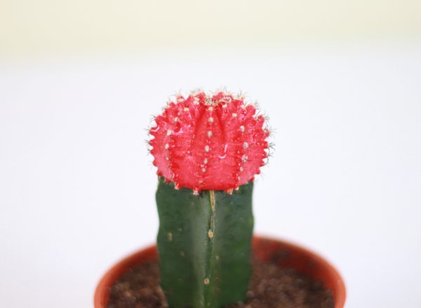Neon Cacti