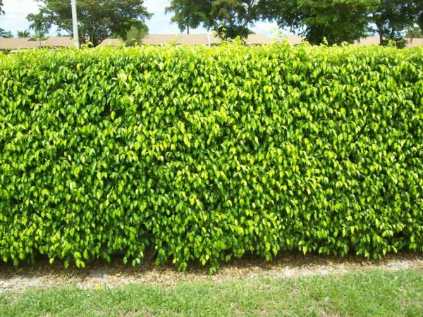 Weeping Fig Hedge