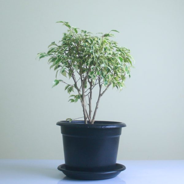 Ficus Hawaii