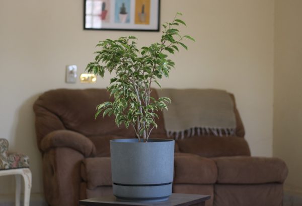 Ficus Hawaii