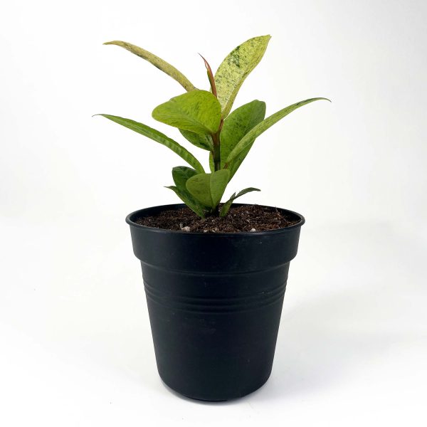 Ficus Moonshine