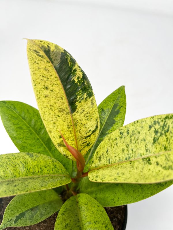 Ficus Moonshine