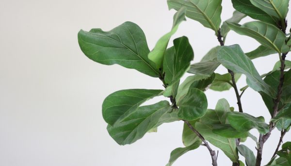 Fiddle-Leaf Fig
