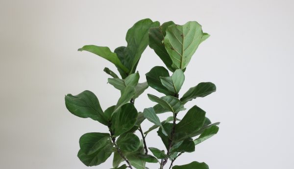 Fiddle-Leaf Fig
