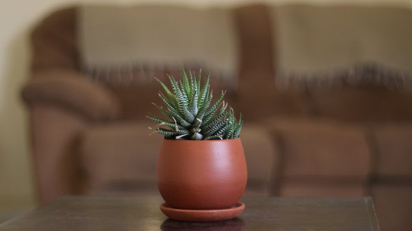 Fifi Pot