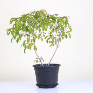 Scarlet Bush