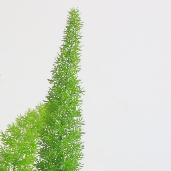 Foxtail Fern