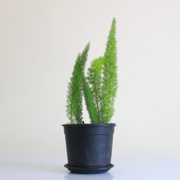Foxtail Fern