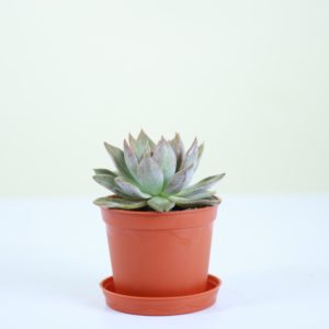 Foxtail Agave
