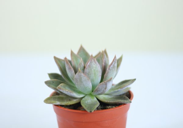 Foxtail Agave