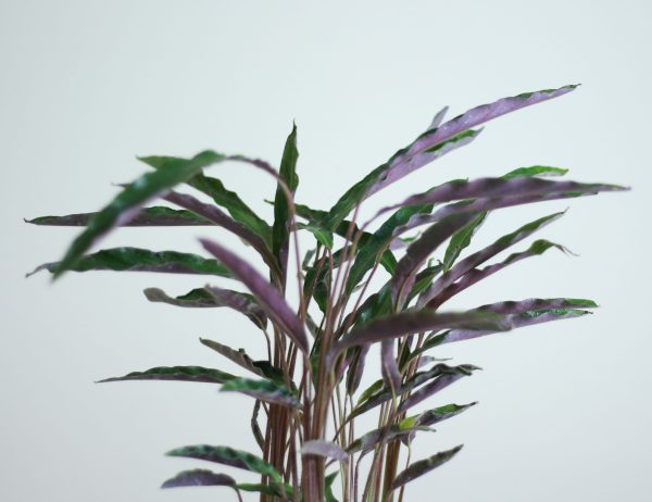 Furry Feather Calathea