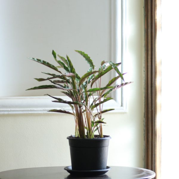 Furry Feather Calathea