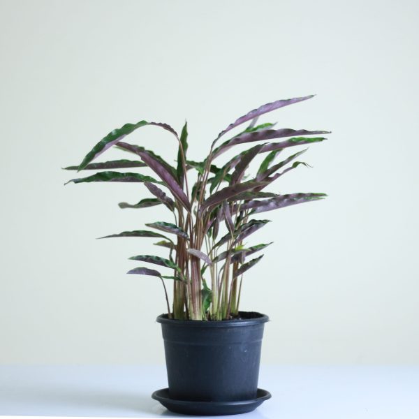 Furry Feather Calathea