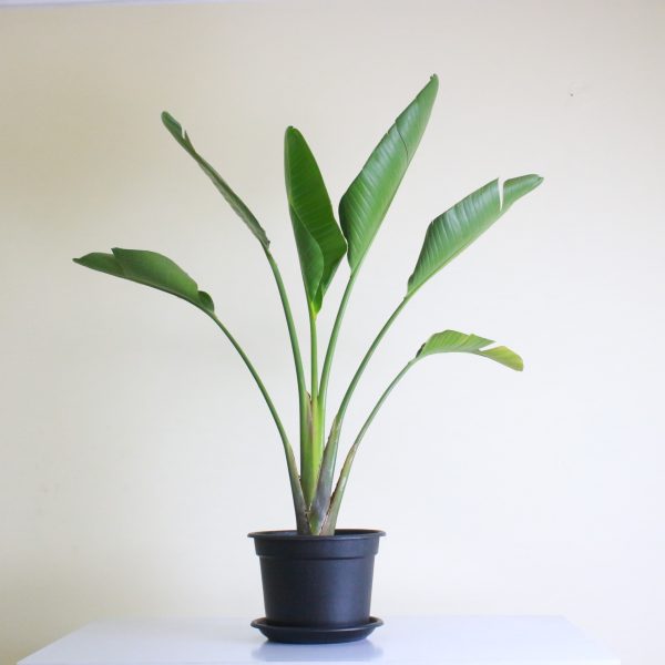 Giant Bird of Paradise