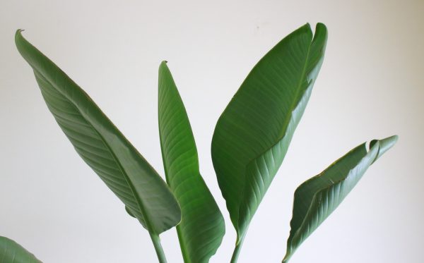 Giant Bird of Paradise